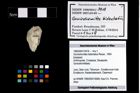 Foto (Objekt + Etikett) von Goniodromites bidentatus (Reuss, 1859)  (NHMW-GEO-1990-0041-3918)